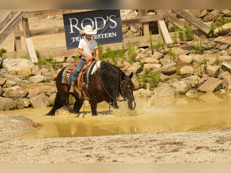 Friesen Mix Wallach 11 Jahre 160 cm Schecke in Fresno