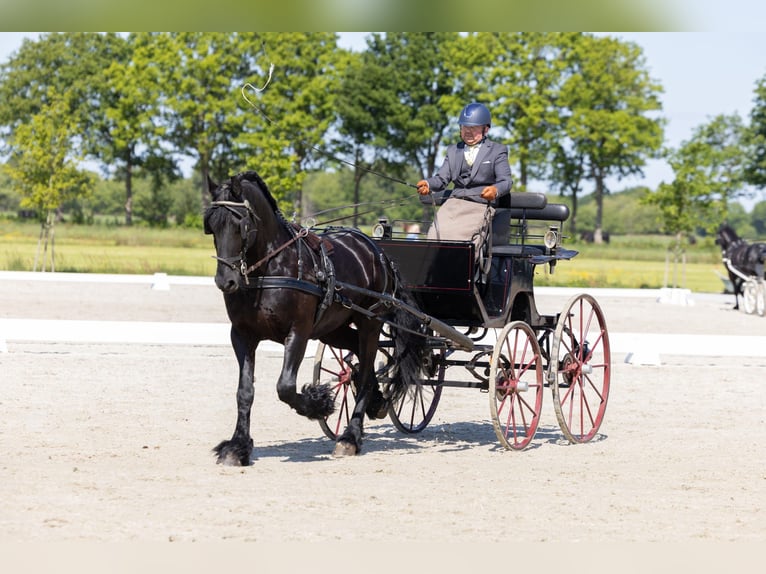 Friesen Wallach 11 Jahre 162 cm Rappe in Dalen
