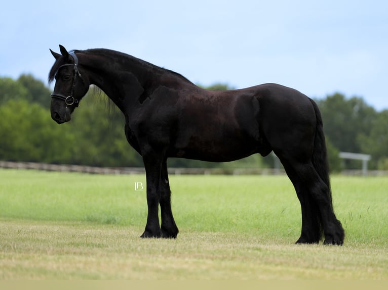 Friesen Wallach 11 Jahre 163 cm Rappe in Terrell, TX