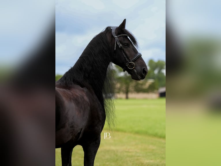 Friesen Wallach 11 Jahre 163 cm Rappe in Terrell, TX