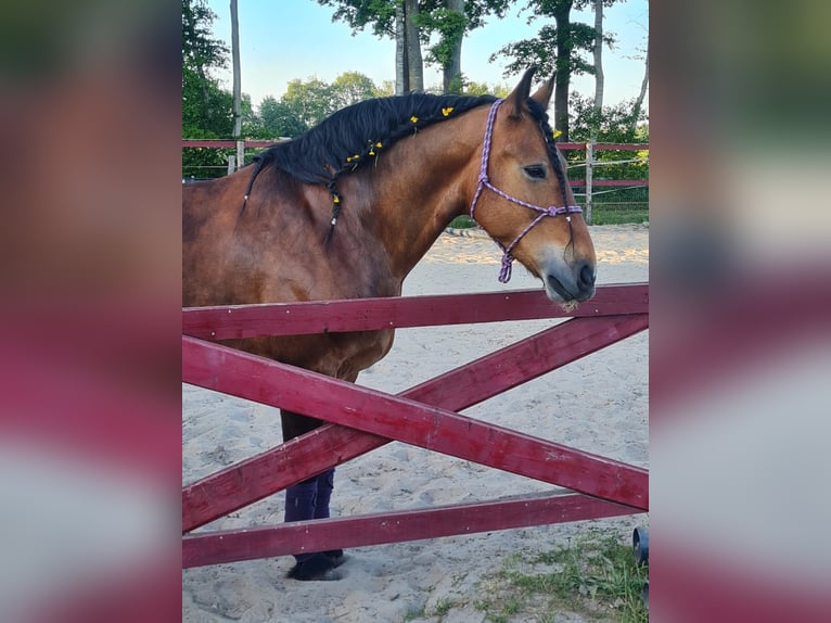 Friesen Mix Wallach 11 Jahre 165 cm Brauner in Papenburg