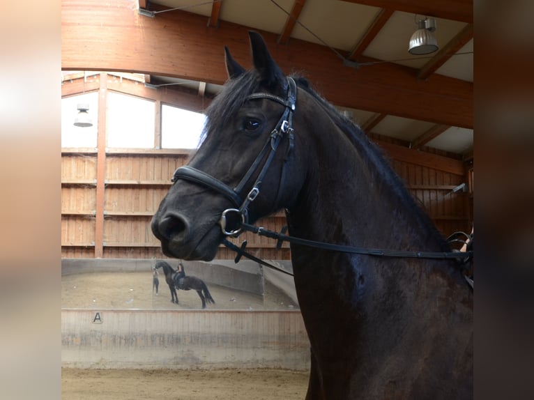 Friesen Wallach 11 Jahre 165 cm Rappe in Mils