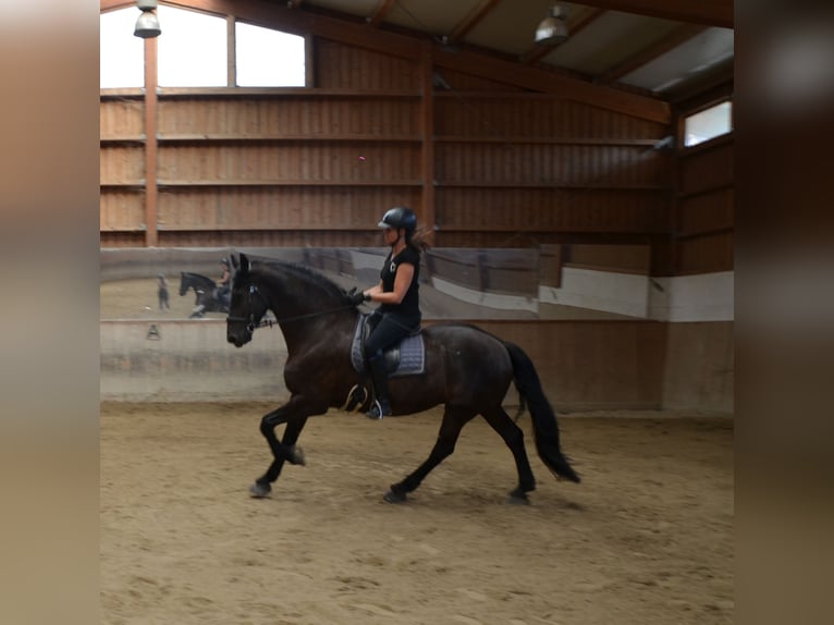 Friesen Wallach 11 Jahre 165 cm Rappe in Mils