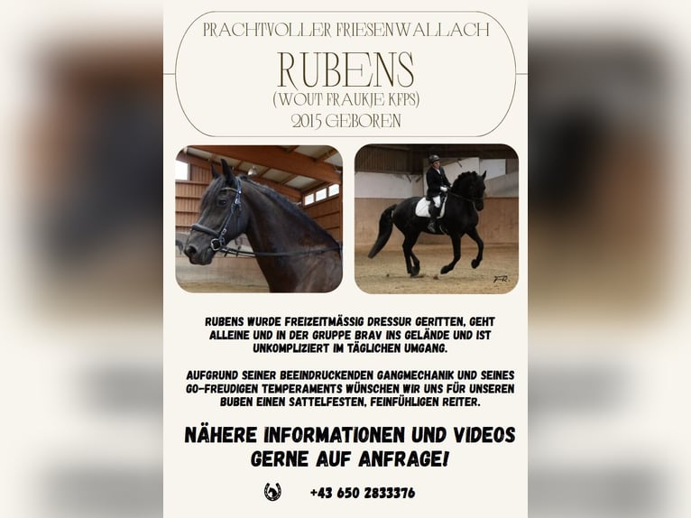 Friesen Wallach 11 Jahre 165 cm Rappe in Mils