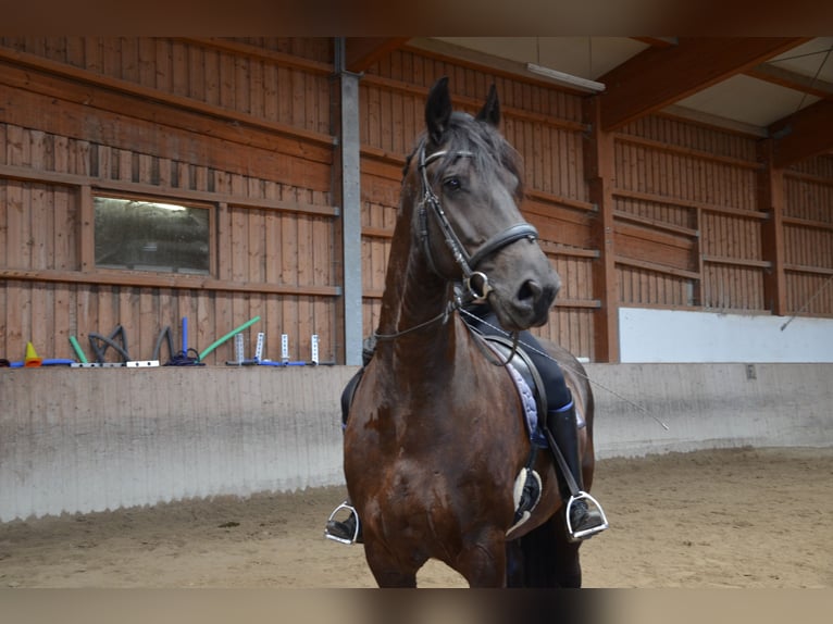 Friesen Wallach 11 Jahre 165 cm Rappe in Mils