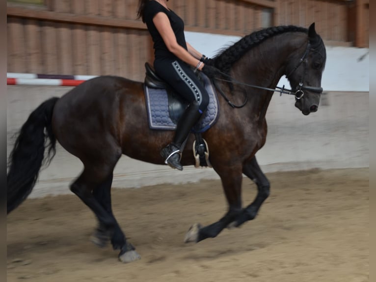 Friesen Wallach 11 Jahre 165 cm Rappe in Mils