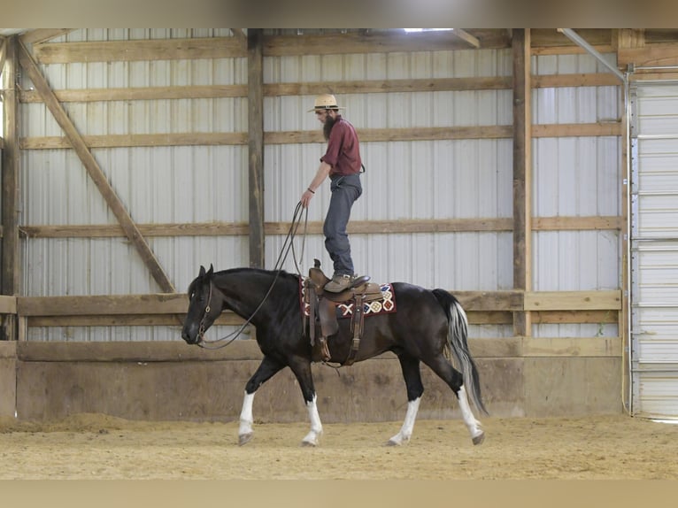 Friesen Mix Wallach 11 Jahre 165 cm Rappe in Oelwein, IA