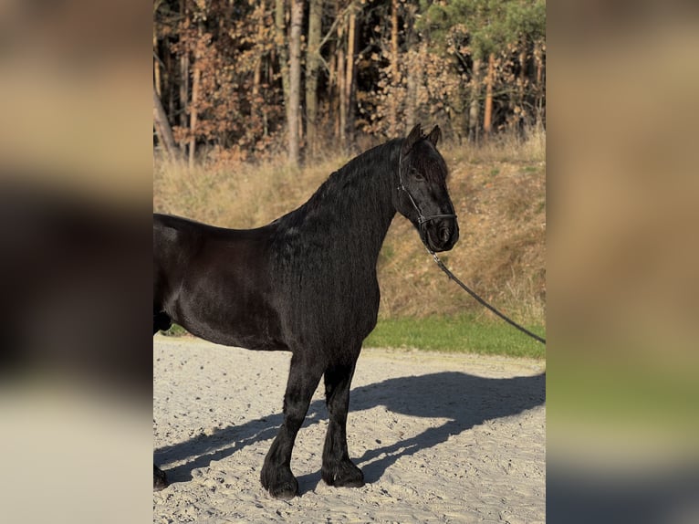 Friesen Wallach 11 Jahre 166 cm Rappe in Zahna-Elster
