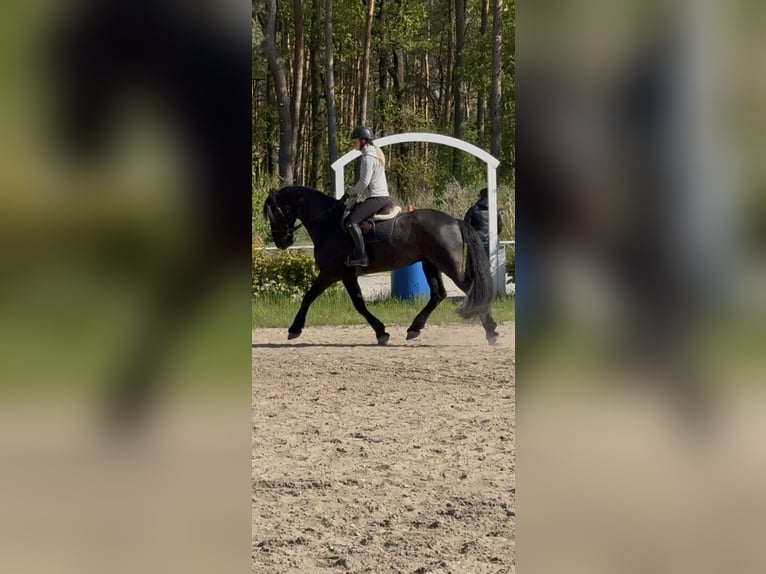 Friesen Wallach 11 Jahre 166 cm Rappe in Zahna-Elster