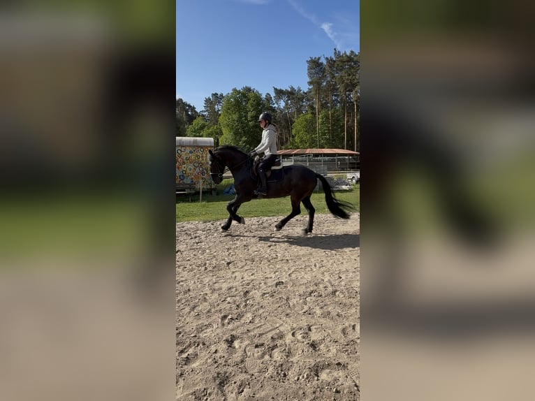 Friesen Wallach 11 Jahre 166 cm Rappe in Zahna-Elster