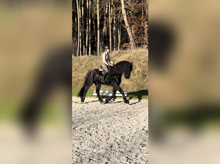 Friesen Wallach 11 Jahre 166 cm Rappe in Zahna-Elster