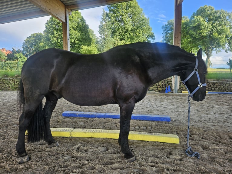 Friesen Wallach 11 Jahre 167 cm Rappe in Uchtdorf