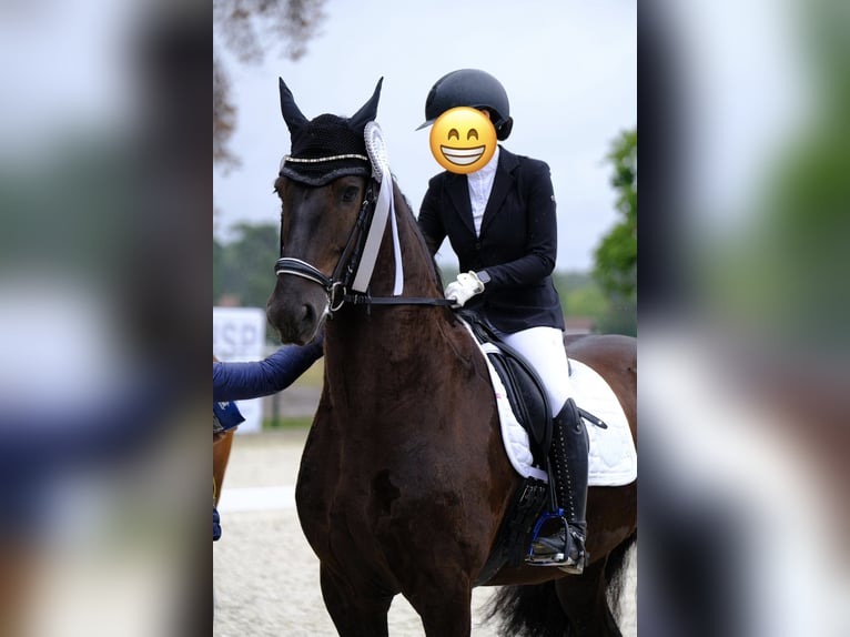 Friesen Wallach 11 Jahre 168 cm Rappe in CottbusCottbus