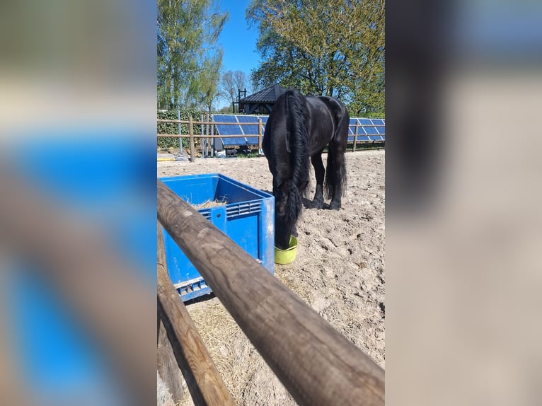 Friesen Wallach 11 Jahre 170 cm Rappe in Ureterp