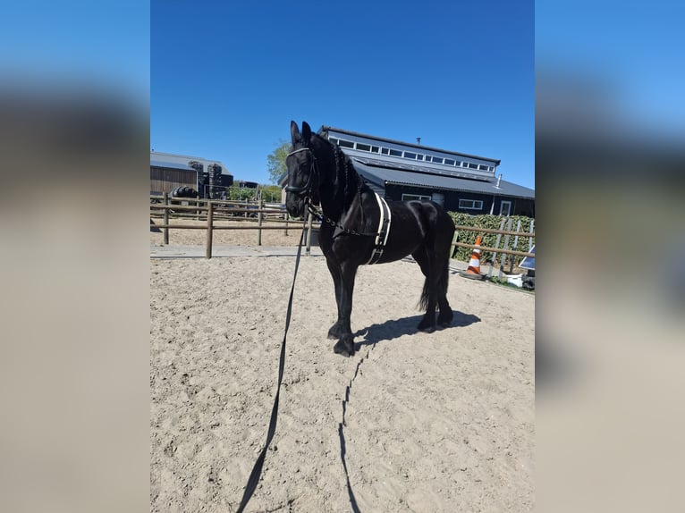 Friesen Wallach 11 Jahre 170 cm Rappe in Ureterp