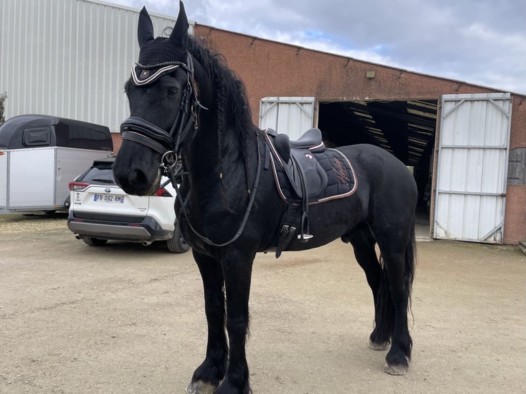 Friesen Wallach 11 Jahre 174 cm Rappe in Larra