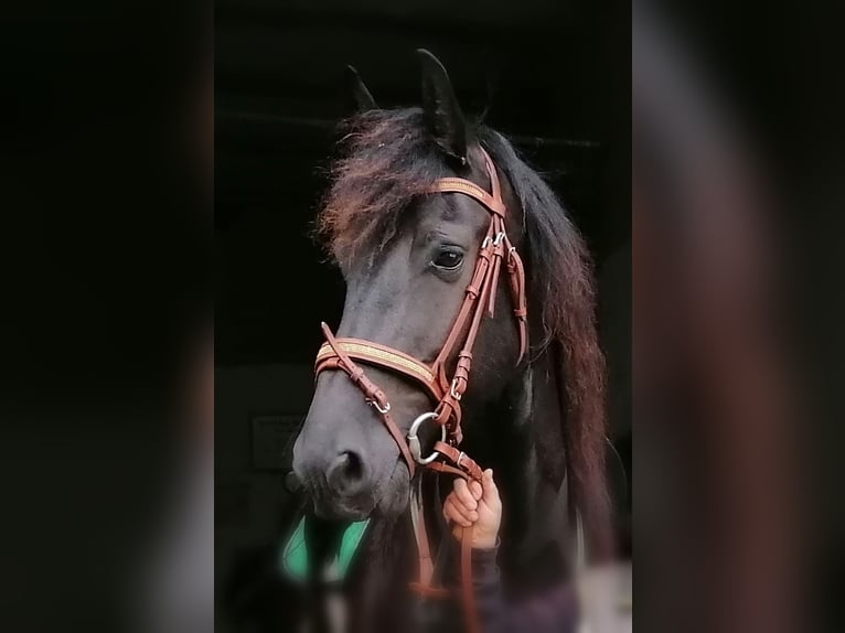 Friesen Wallach 11 Jahre Rappe in Zingst