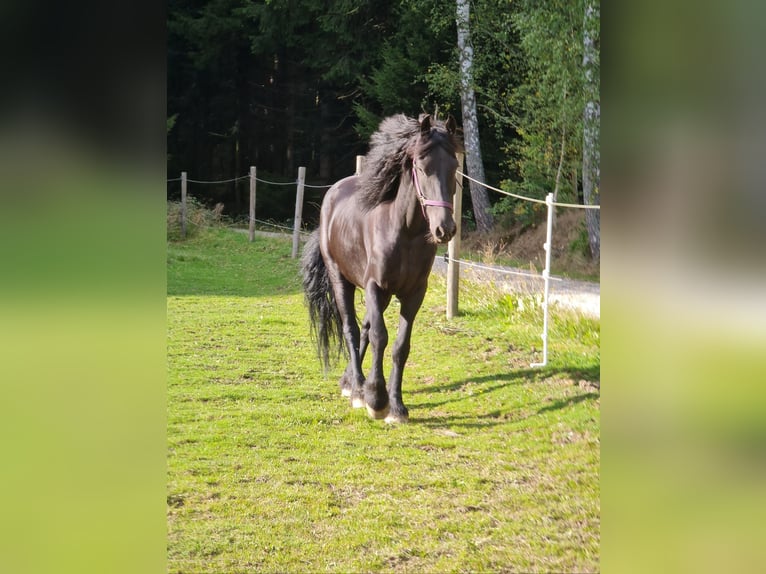 Friesen Wallach 11 Jahre Rappe in Arrach