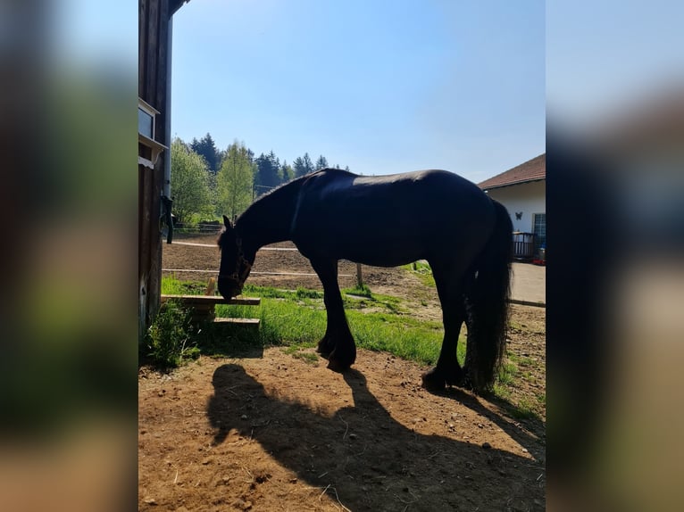 Friesen Wallach 11 Jahre Rappe in Arrach