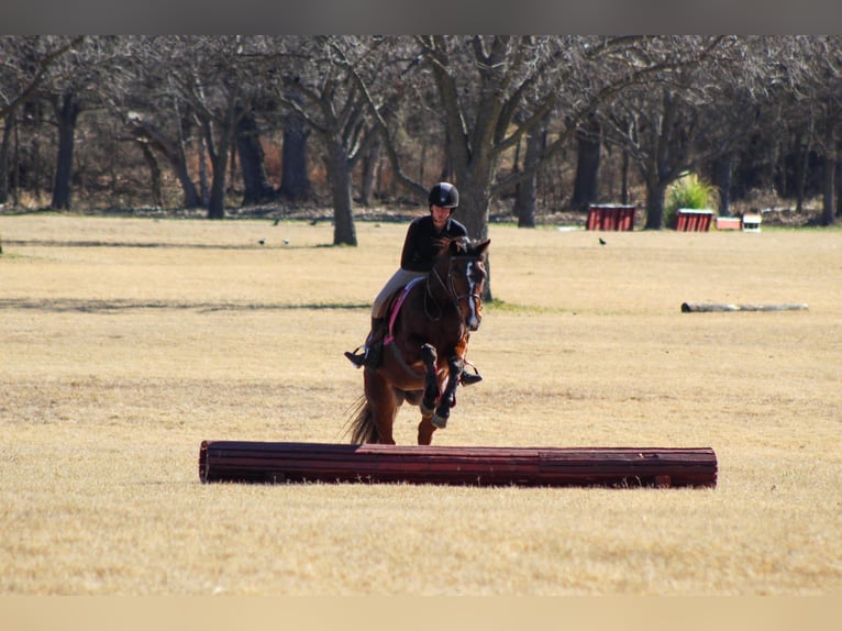 Friesen Mix Wallach 12 Jahre 147 cm Rotbrauner in Stephenville