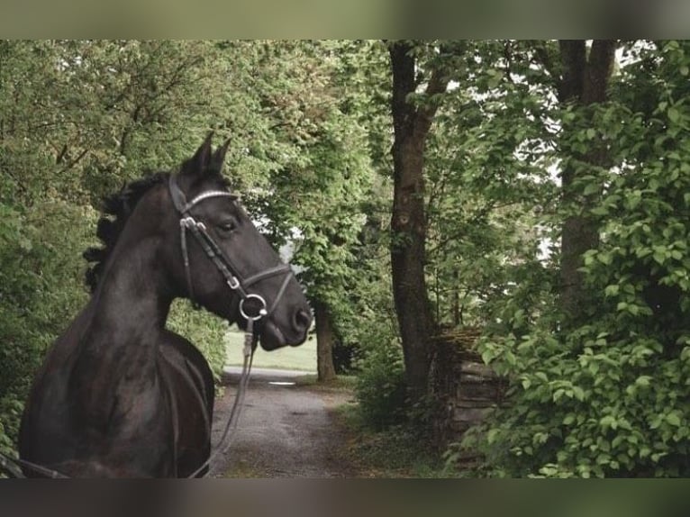 Friesen Mix Wallach 12 Jahre 148 cm Rappe in Schöffengrund