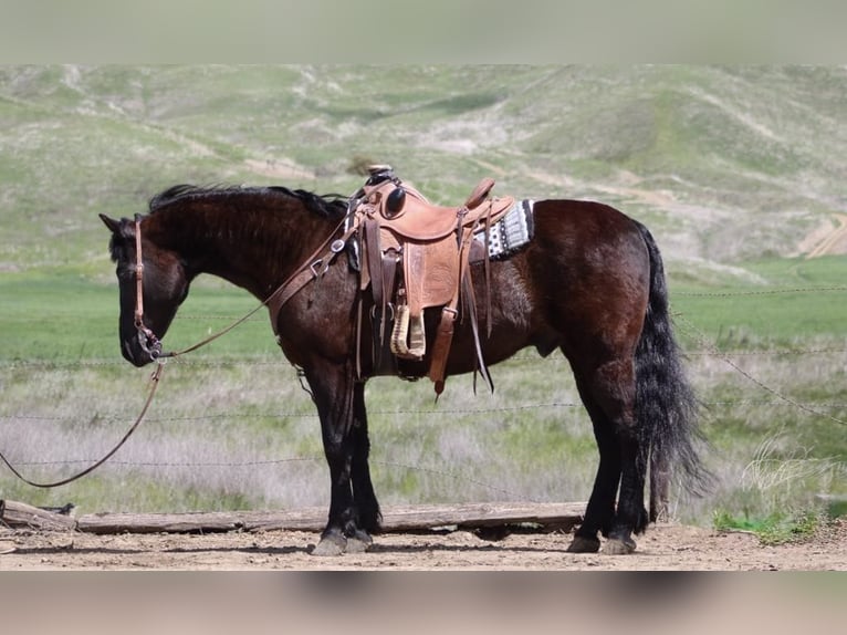 Friesen Wallach 12 Jahre 152 cm Rappe in Paicines CA