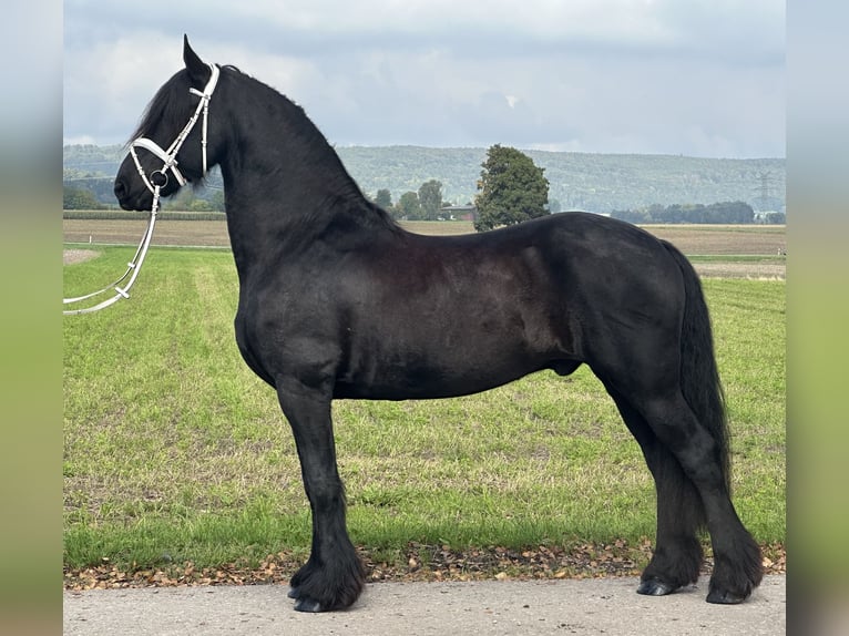 Friesen Wallach 12 Jahre 160 cm Rappe in Riedlingen