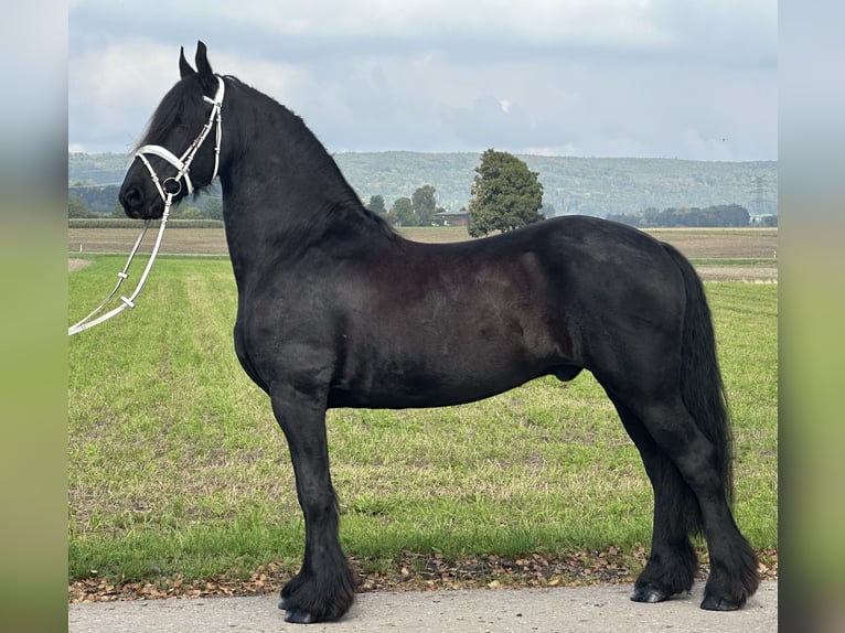 Friesen Wallach 12 Jahre 160 cm Rappe in Riedlingen