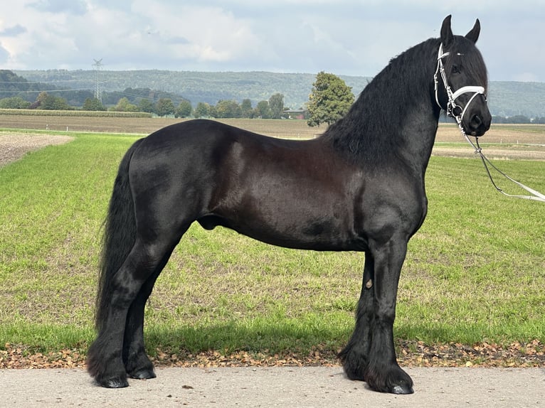 Friesen Wallach 12 Jahre 160 cm Rappe in Riedlingen
