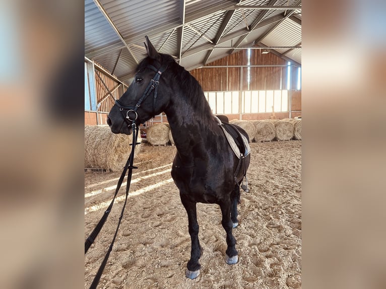 Friesen Mix Wallach 12 Jahre 160 cm Rappe in Hainichen