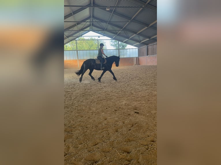 Friesen Mix Wallach 12 Jahre 160 cm Rappe in Hainichen