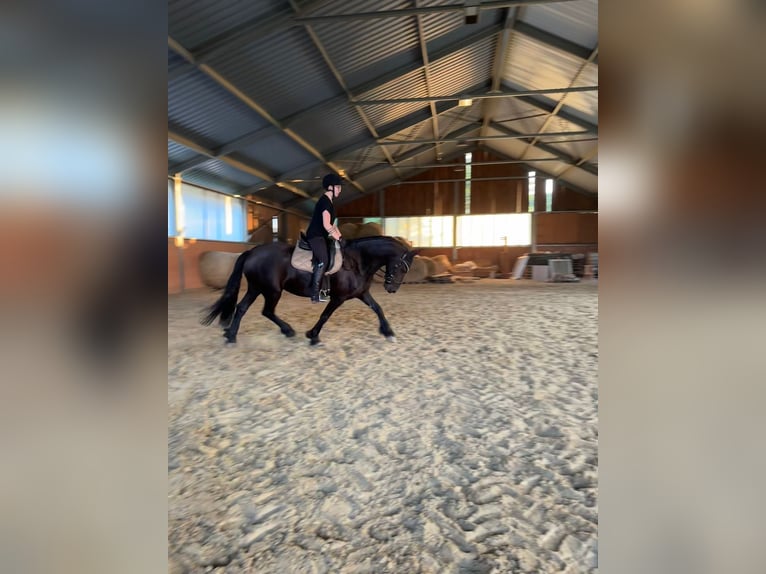 Friesen Mix Wallach 12 Jahre 160 cm Rappe in Hainichen