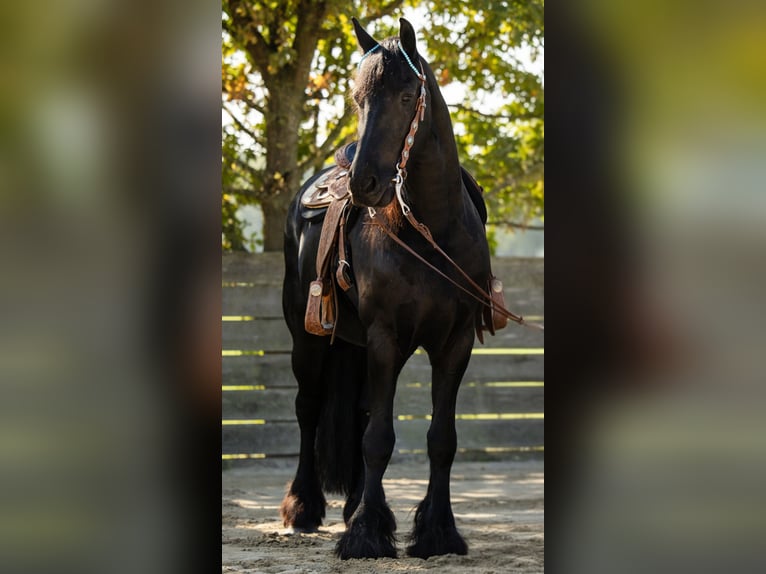 Friesen Wallach 12 Jahre 164 cm  in Straelen