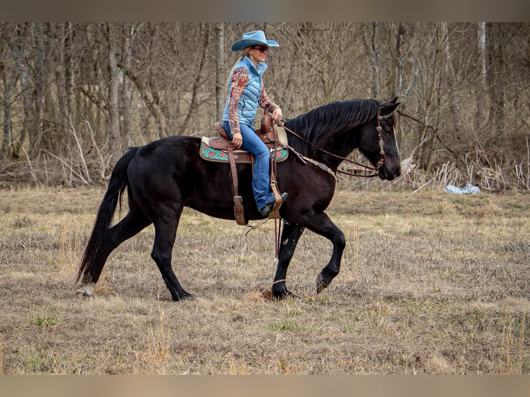 Friesen Wallach 12 Jahre Rappe in Hillsboro KY