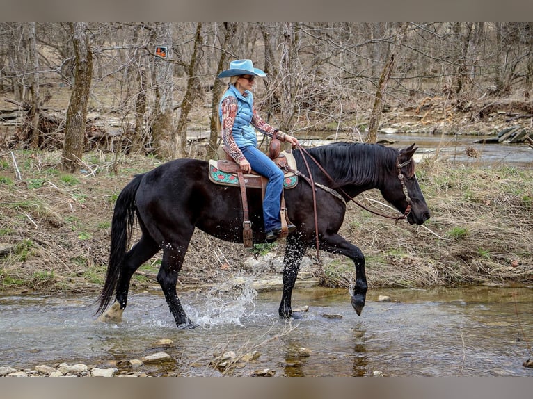 Friesen Wallach 12 Jahre Rappe in Hillsboro KY