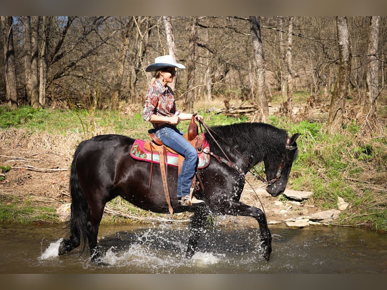 Friesen Wallach 12 Jahre Rappe in Flemingsburg KY