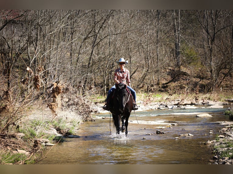 Friesen Wallach 12 Jahre Rappe in Flemingsburg KY