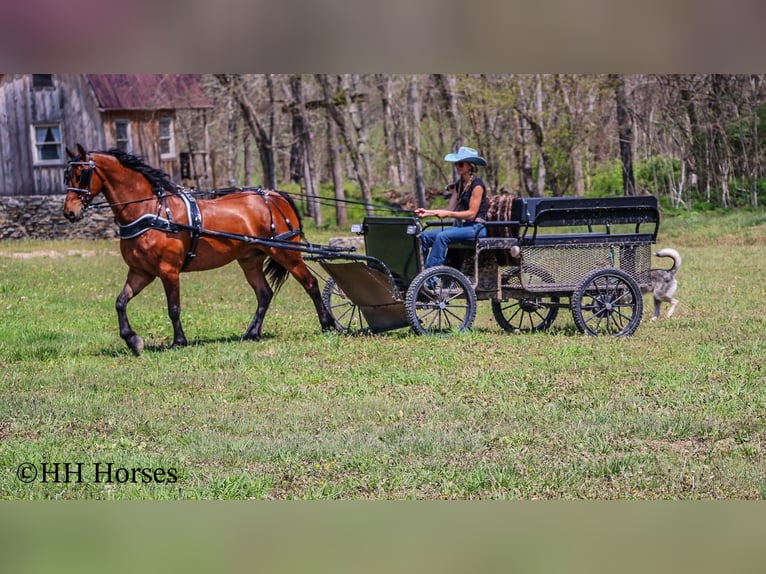 Friesen Wallach 12 Jahre Rotbrauner in Flemingsburg KY