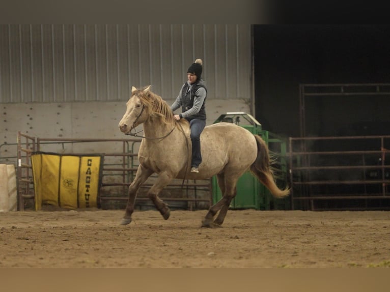 Friesen Mix Wallach 13 Jahre 152 cm Champagne in Nevis