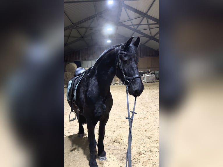 Friesen Mix Wallach 13 Jahre 159 cm Rappe in Frankenberg/Sachsen