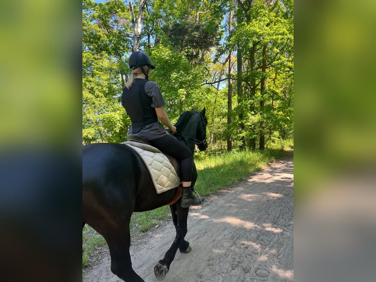 Friesen Wallach 13 Jahre 160 cm Rappe in Falkensee
