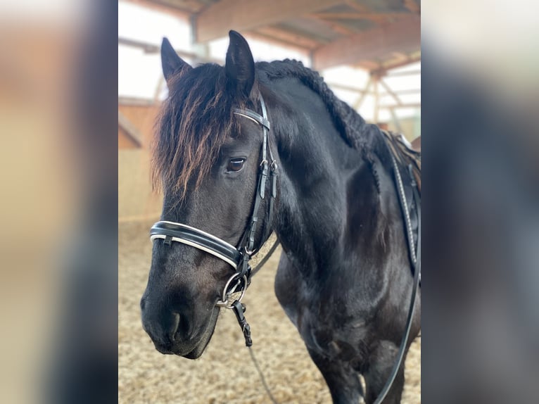Friesen Wallach 13 Jahre 160 cm Rappe in Falkensee