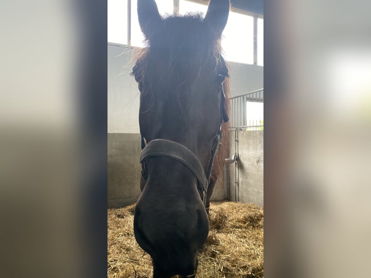 Friesen Wallach 13 Jahre 160 cm Rappe in Falkensee