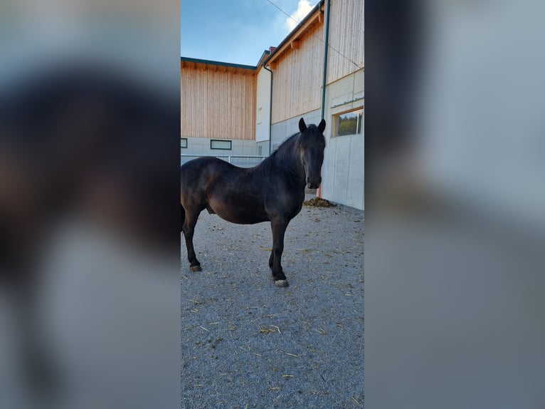 Friesen Mix Wallach 13 Jahre 160 cm Rappe in Oberndorf