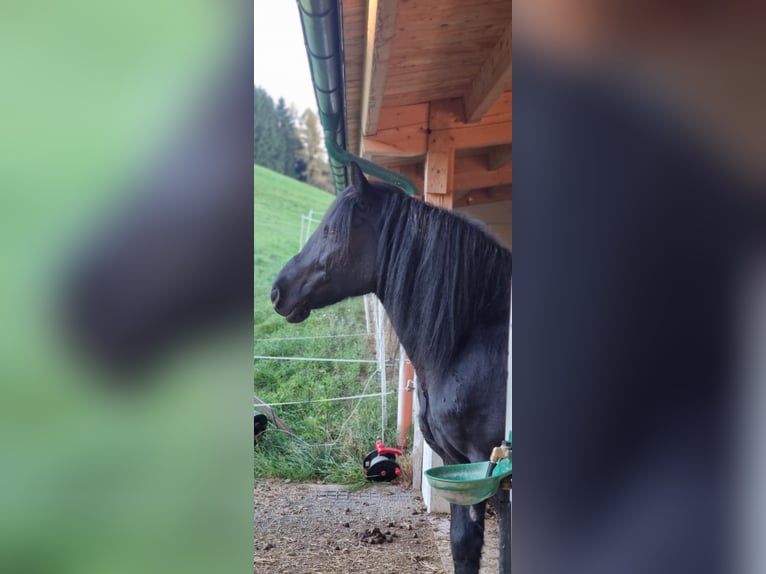 Friesen Mix Wallach 13 Jahre 160 cm Rappe in Oberndorf