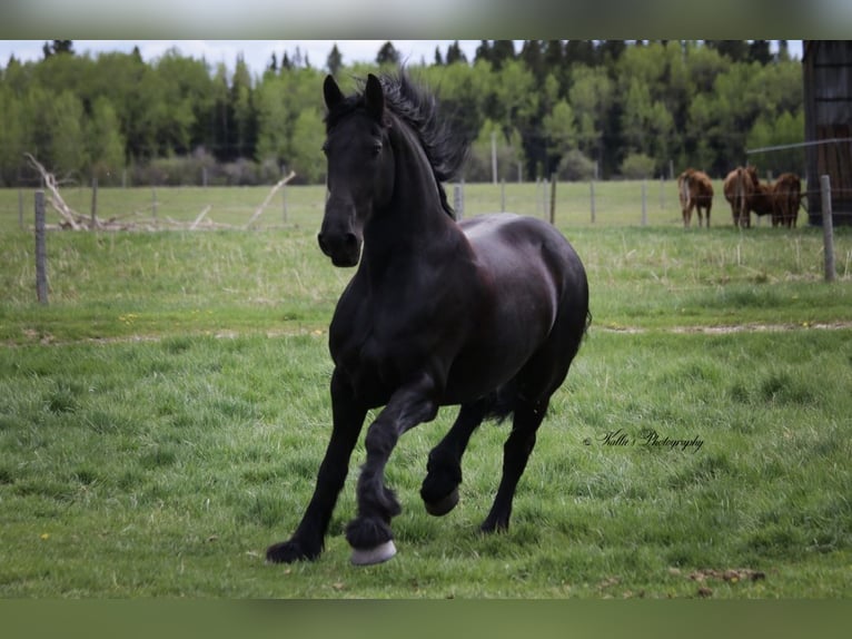 Friesen Wallach 13 Jahre 163 cm Rappe in Mirror