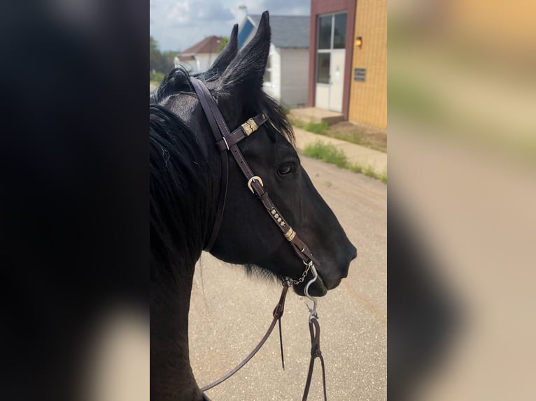 Friesen Wallach 13 Jahre 163 cm Rappe in Mirror