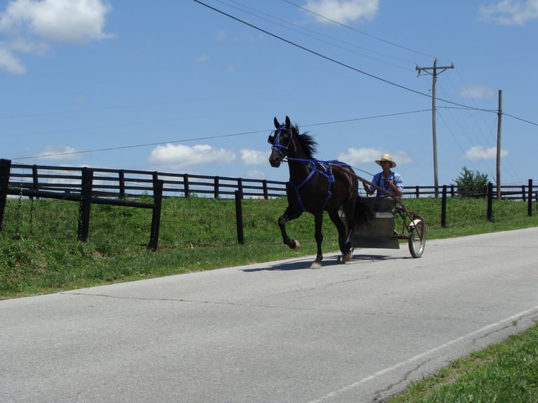 Friesen Wallach 13 Jahre 163 cm Rappe in Hillsboro, OH