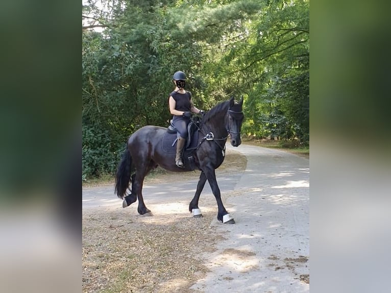 Friesen Wallach 13 Jahre 167 cm Rappe in Trebbin