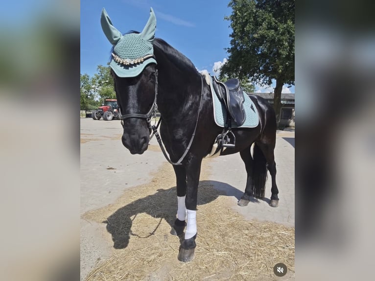 Friesen Wallach 13 Jahre 167 cm Rappe in Kapsweyer